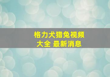 格力犬猎兔视频大全 最新消息